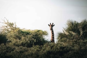 Serengeti : safari de 4 jours et 3 nuits avec transfert en avion