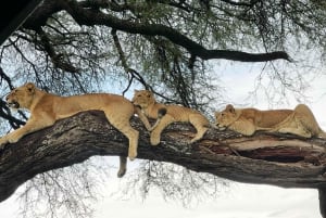 Serengeti : safari de 4 jours et 3 nuits avec transfert en avion