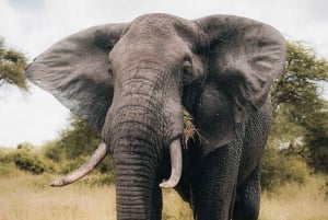 Serengeti : safari de 4 jours et 3 nuits avec transfert en avion