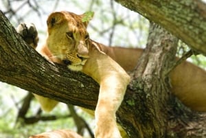 Serengeti : safari de 4 jours et 3 nuits avec transfert en avion