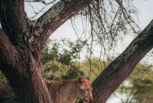 Serengeti : safari de 4 jours et 3 nuits avec transfert en avion