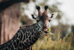 Serengeti : safari de 4 jours et 3 nuits avec transfert en avion