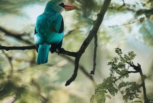 Serengeti : safari de 4 jours et 3 nuits avec transfert en avion