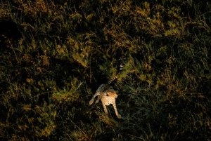 Serengeti: Voo de balão de ar quente com pequeno-almoço com champanhe
