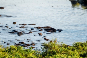 Serengeti: Voo de balão de ar quente com pequeno-almoço com champanhe