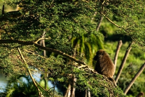 Serengeti: Voo de balão de ar quente com pequeno-almoço com champanhe