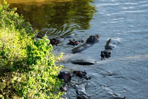 Serengeti: Voo de balão de ar quente com pequeno-almoço com champanhe