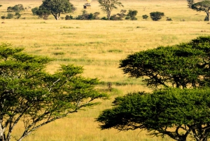 Serengeti: Voo de balão de ar quente com pequeno-almoço com champanhe