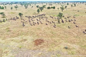 Serengeti: Hot Air Balloon Flight with Champagne Breakfast