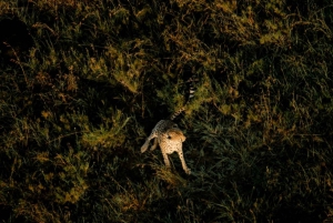 Serengeti: Hot Air Balloon Flight with Champagne Breakfast