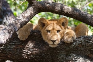 Park Narodowy Serengeti: 2-dniowe safari z zakwaterowaniem