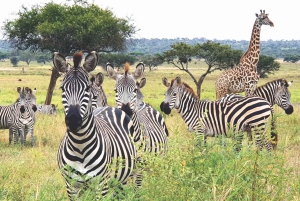 Park Narodowy Serengeti: 2-dniowe safari z zakwaterowaniem