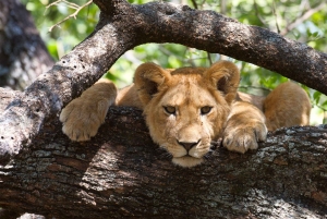 Parque Nacional do Serengeti: safári de 2 dias com acomodação