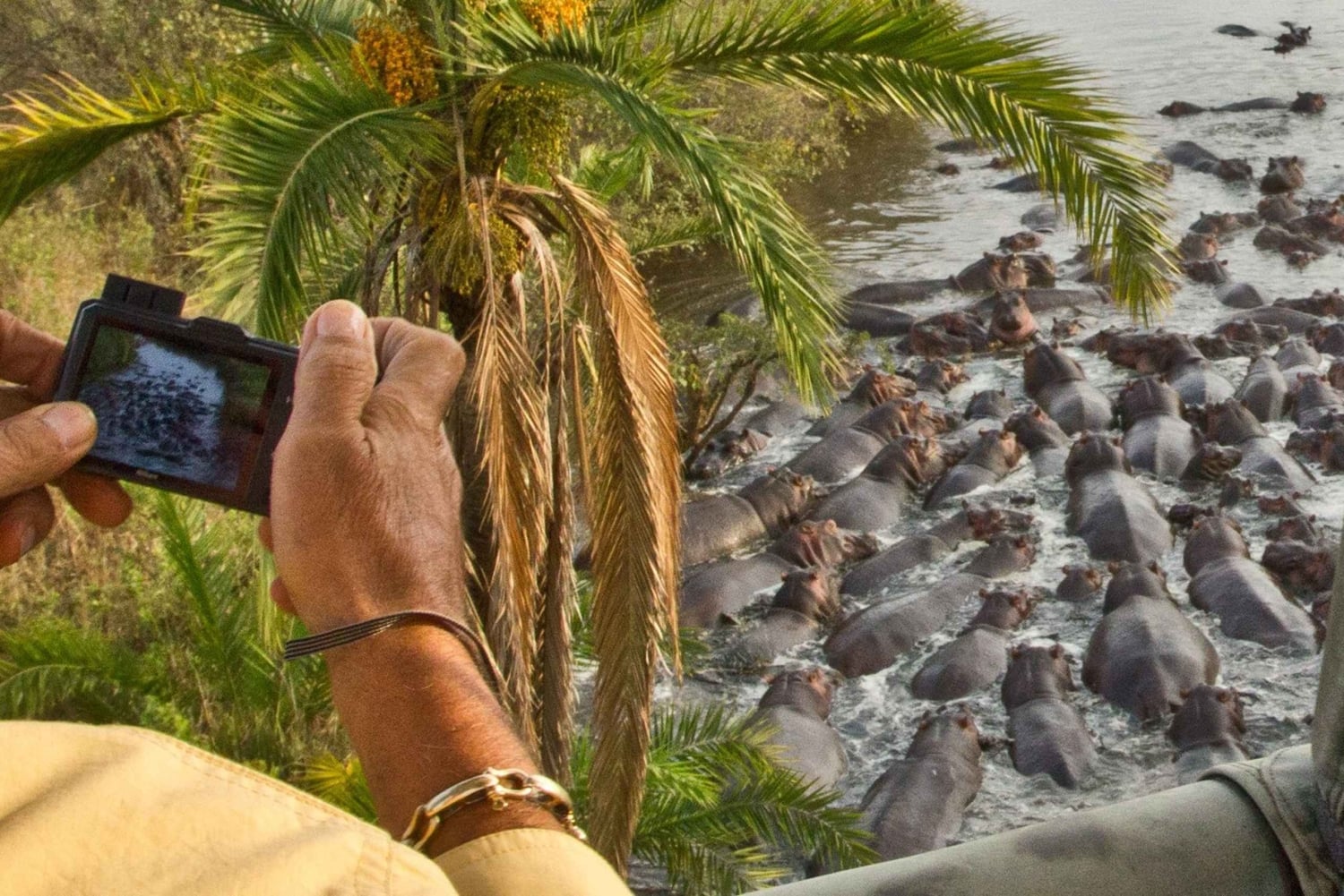 Serengeti National Park: Ballonsafari ved daggry