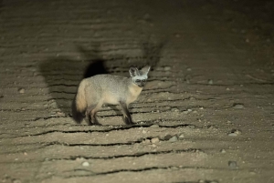 Serengeti National Park: Ballonsafari ved daggry