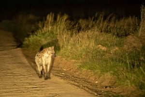 Serengeti National Park: Ballonsafari ved daggry