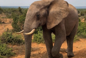 Parco nazionale del Serengeti: safari in mongolfiera tra i Big Five