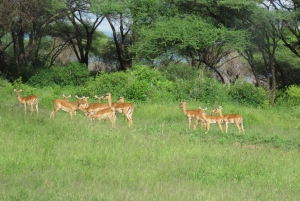 Serengeti-Ngorongoro safari