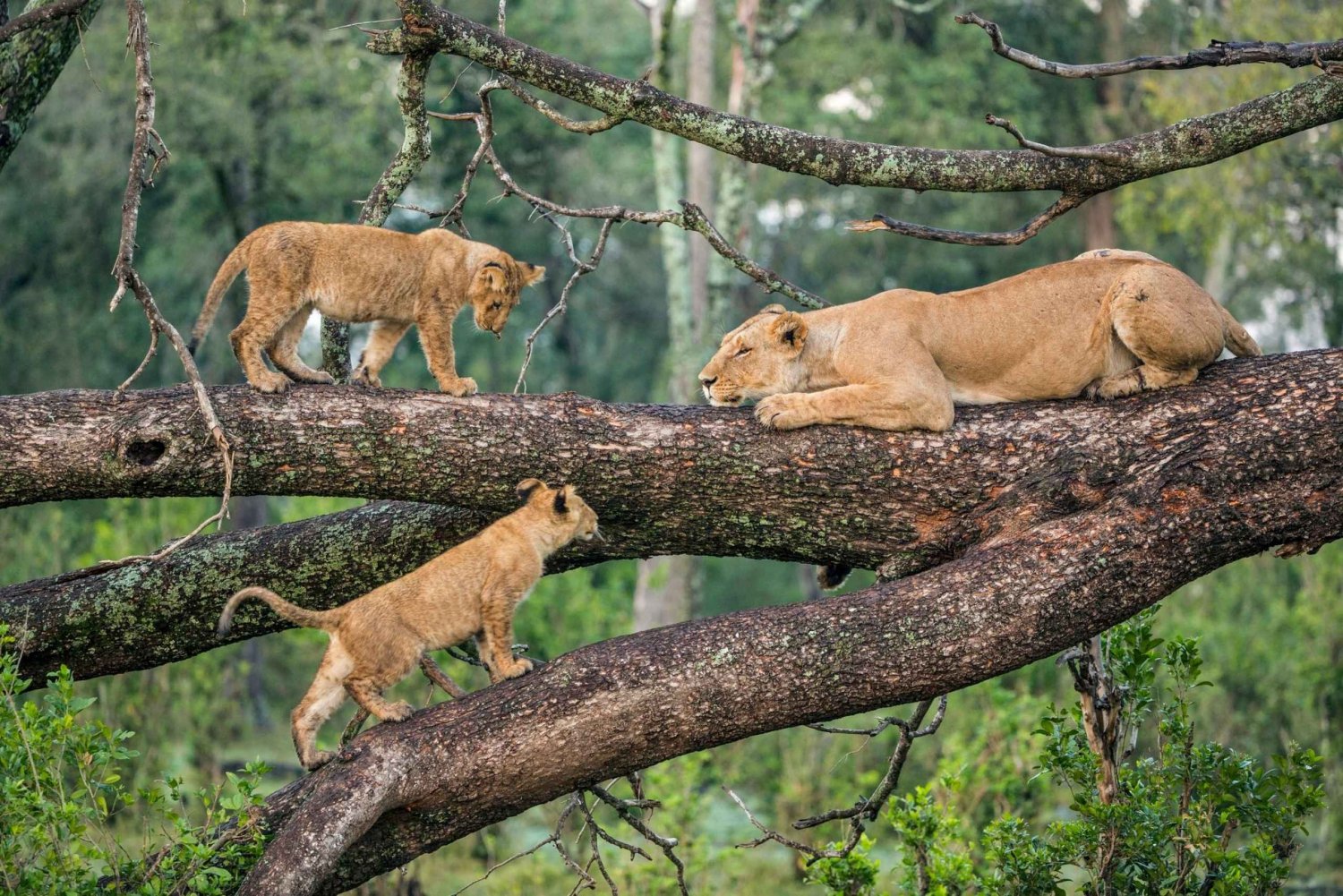 Serengeti & Ngorongoro(Tented)Lodge Safari
