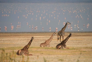 Serengeti & Ngorongoro(Tented)Lodge Safari