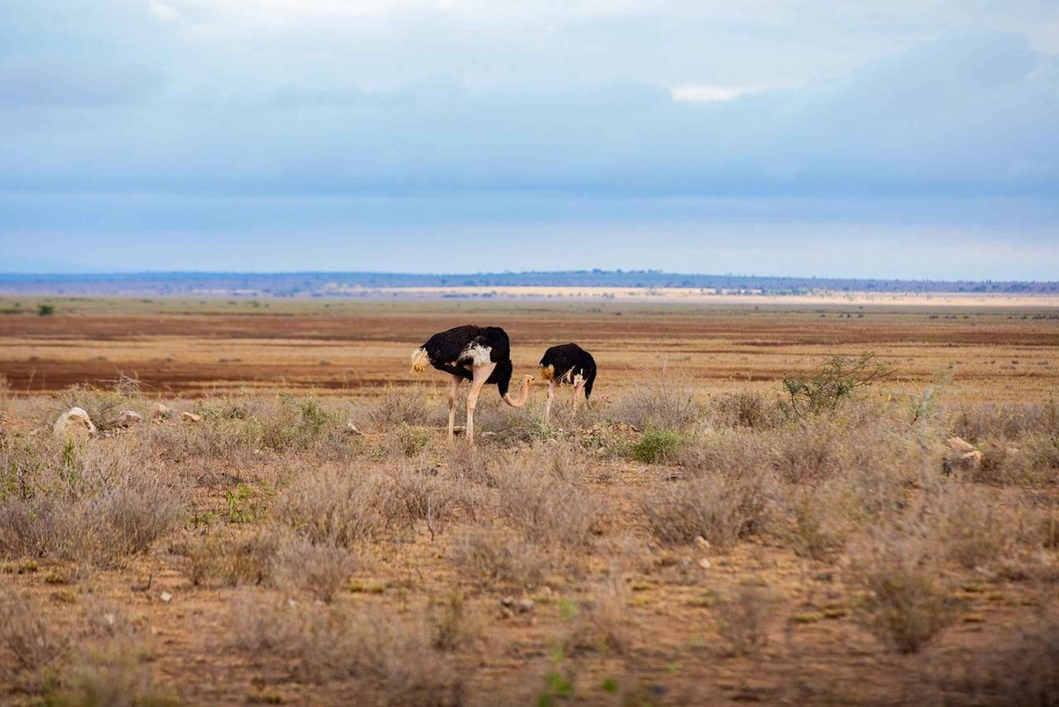 Viagem de 1 dia de comboio SGR: Parque Nacional Mikumi