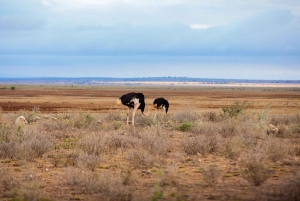Viagem de 1 dia de comboio SGR: Parque Nacional Mikumi