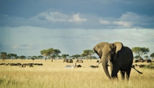 Singita Grumeti Reserves