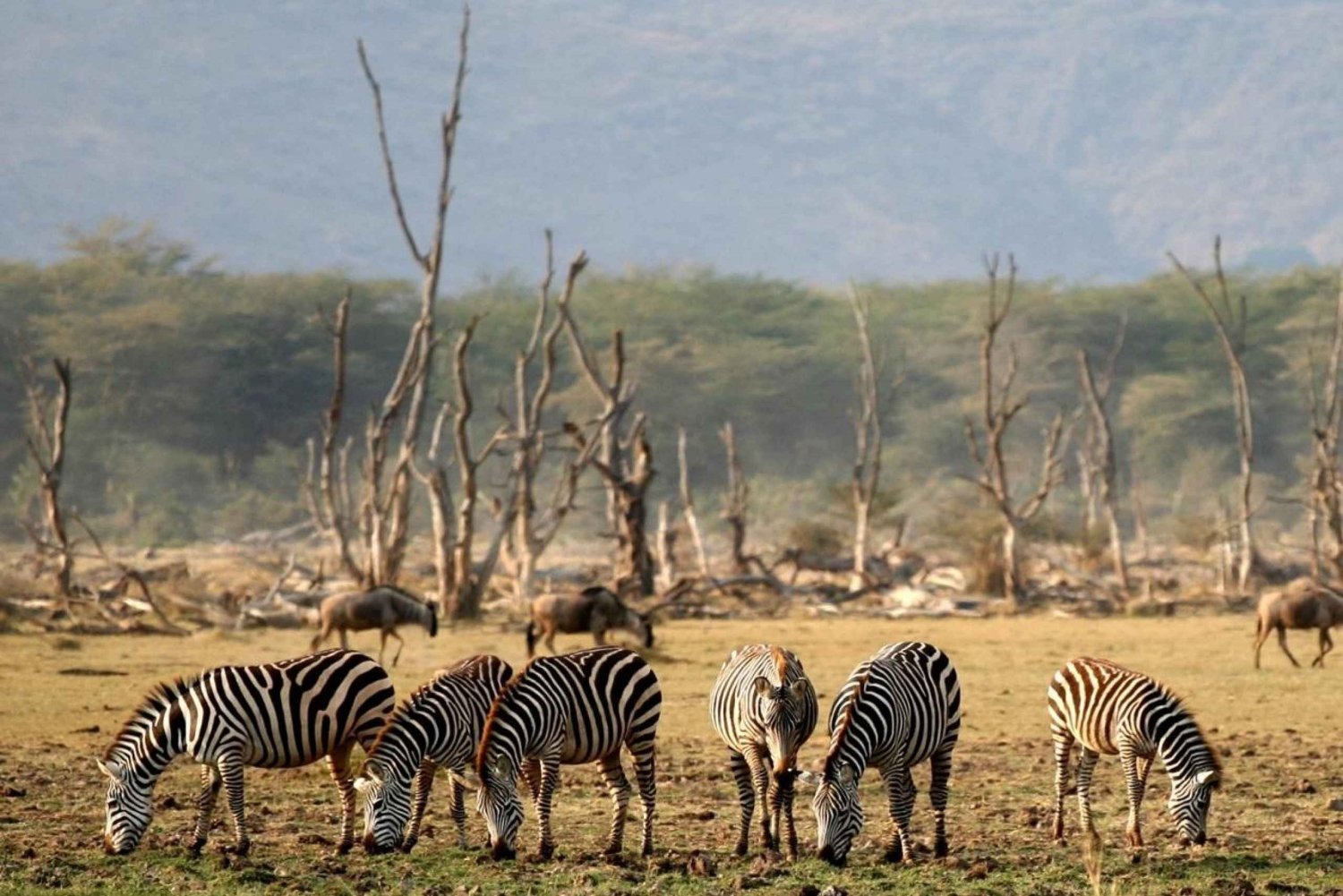 Endagsresa Stora Tanzania Safari- Djuräventyr