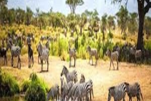 Enkele reis Groot Tanzania Safari- Wildlife Avonturen