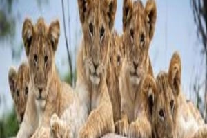 Enkele reis Groot Tanzania Safari- Wildlife Avonturen