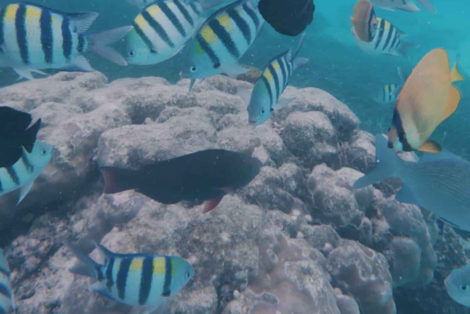 Snorklaus Mnemban riutoilla ja uima seikkailu delfiinien kanssa