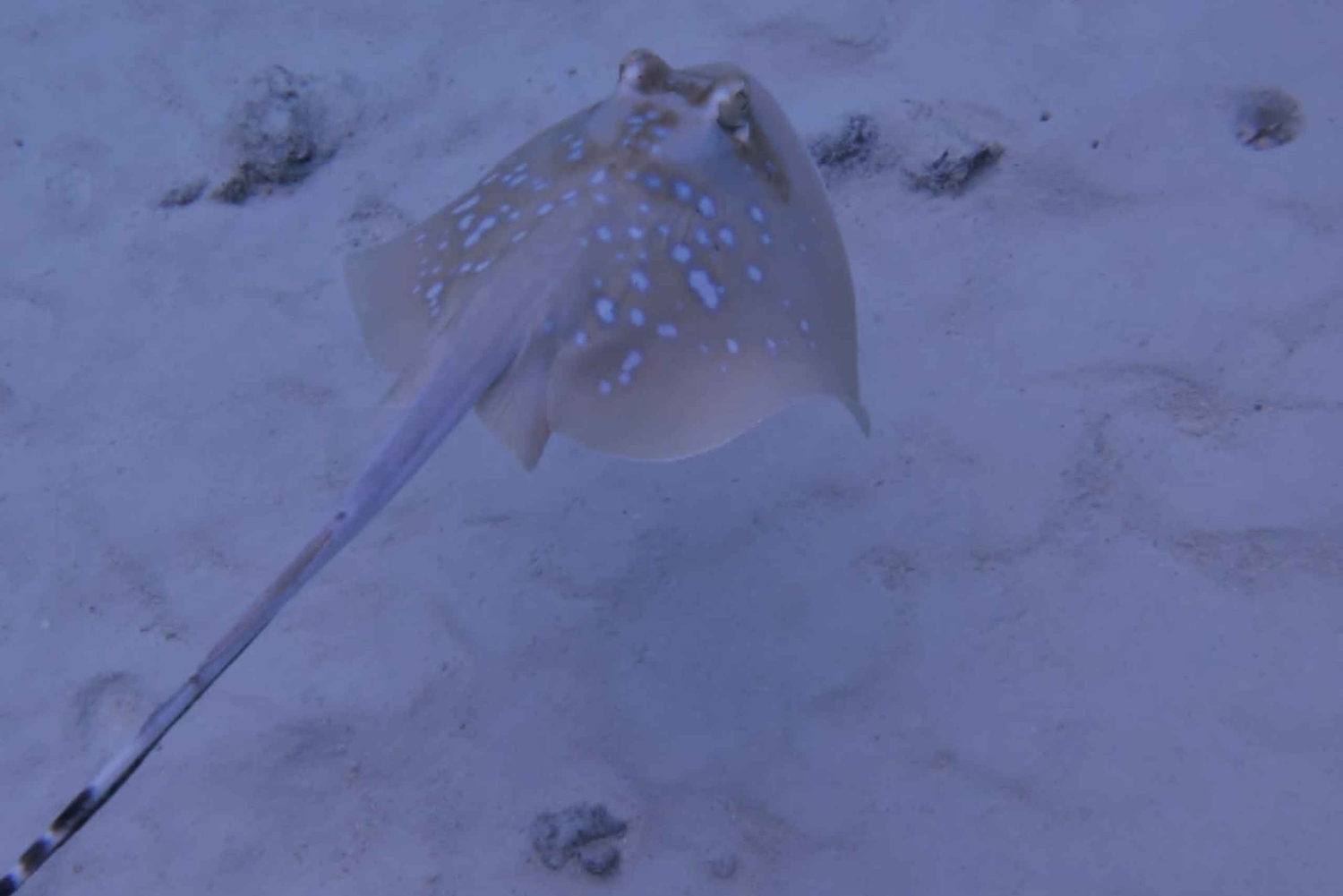 Snorklaus Mnemban riutoilla ja uima seikkailu delfiinien kanssa