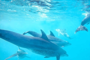 Snorklaus Mnemban riutoilla ja uima seikkailu delfiinien kanssa