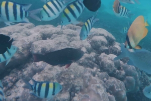 Snorklaus Mnemban riutoilla ja uima seikkailu delfiinien kanssa