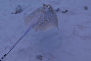 Snorklaus Mnemban riutoilla ja uima seikkailu delfiinien kanssa