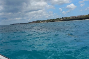 Snorklausta ja uintia delfiinien kanssa mnemban saarella
