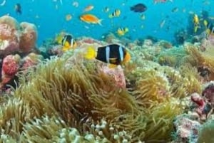 Занзибар: снорклинг в голубой лагуне и экскурсия по рыбе-звезде