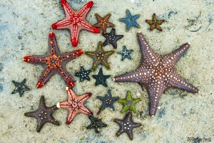 Подводное плавание, обед в The Rock, пляж Падже, остров Мнемба.