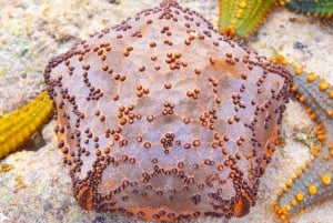 Подводное плавание, обед в The Rock, пляж Падже, остров Мнемба.