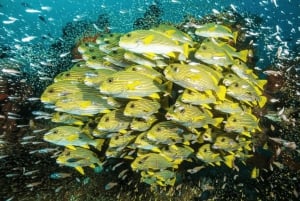 Подводное плавание, обед в The Rock, пляж Падже, остров Мнемба.