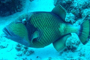 ムンバ島でのシュノーケリングとイルカウォッチング