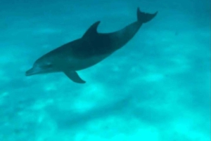 ムンバ島でのシュノーケリングとイルカウォッチング