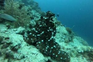 ムンバ島でのシュノーケリングとイルカウォッチング