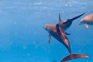 ムンバ島でのシュノーケリングとイルカウォッチング