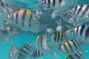 ムンバ島でのシュノーケリングとイルカウォッチング