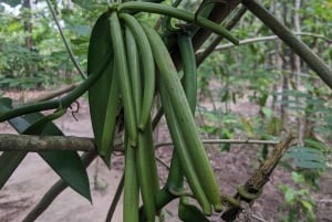 Spice Farm Bike Tour: Pedal Through Aromatic Adventures