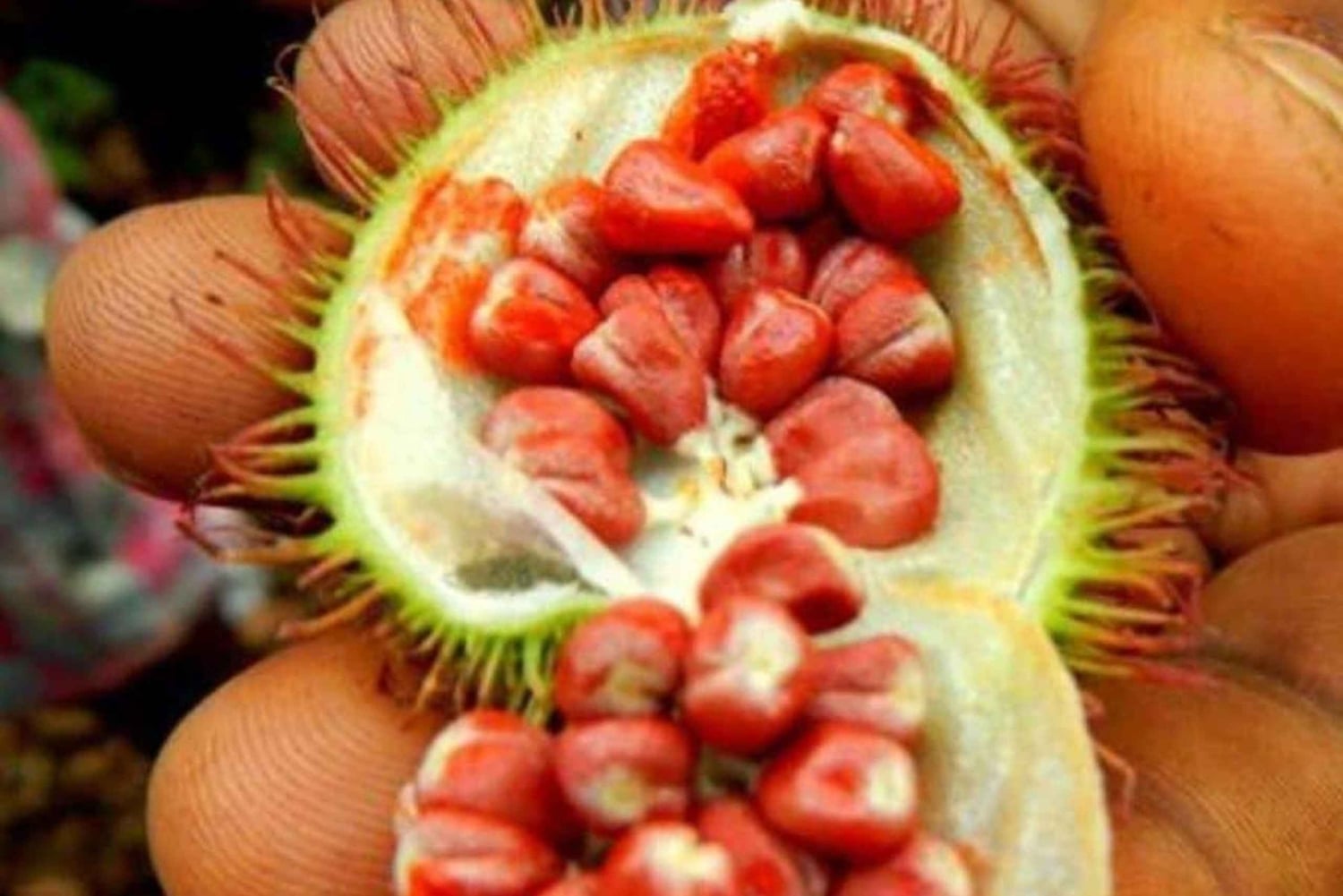 Fattoria delle spezie, foresta di Jozani, spiaggia di Paje e visita a The Rock con pranzo