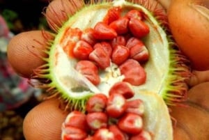 Fattoria delle spezie, foresta di Jozani, spiaggia di Paje e visita a The Rock con pranzo