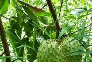 Krydderifarm, Prison Island, havskildpadder og The Rock Restaurant