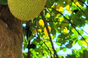 Krydderifarm, Prison Island, havskildpadder og The Rock Restaurant